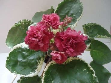 alp bənövşəsi: Fialka startiorlari 4 azn — 1