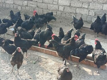 alman coban: Toyuq, Yumurtalıq — 9