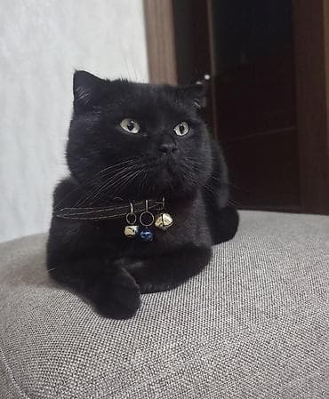 Erkək
