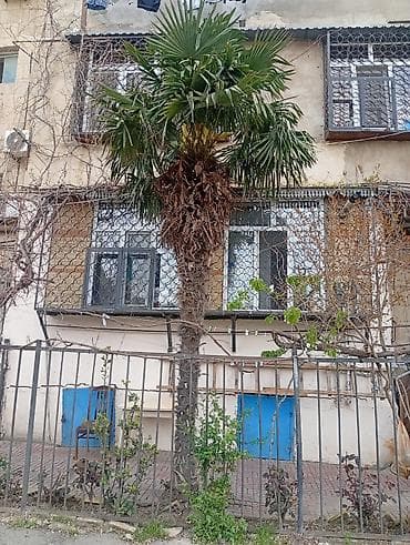Xurma (palma) ağacı – canlı dekorativ bitki - Növ: Fan tipli palma