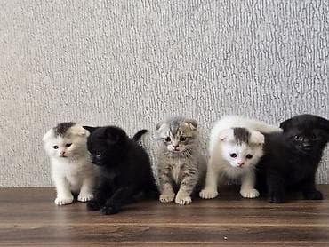 sari pisik: Şotland yastı qulaq, Yaxşı əllərə, Ödənişli çatdırılma — 9