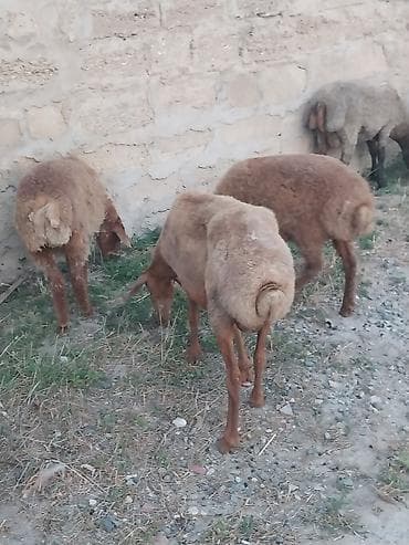 Qoyunlar, qoçlar: Saf qan təmiz hələb təkəsi, onnan dönmə çəpişlər, Ana-bala qoyunlar. 2 — 8