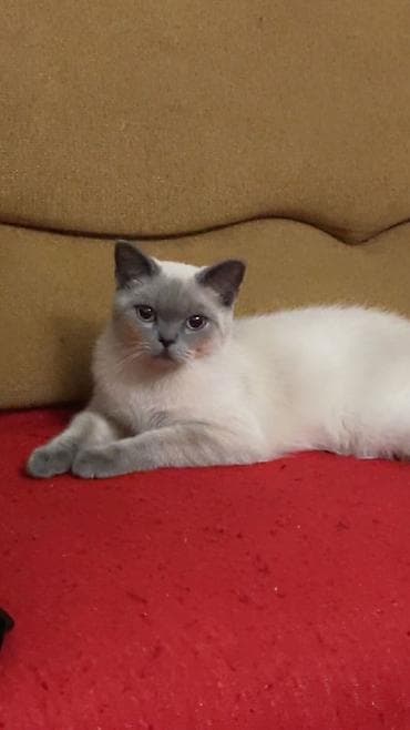 pişik növləri: Britan — 1