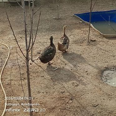 Cücələr: Damazlığ istiyən buyurusun deməy olar ki çoxu yumurtduyur Qiymət lal — 8