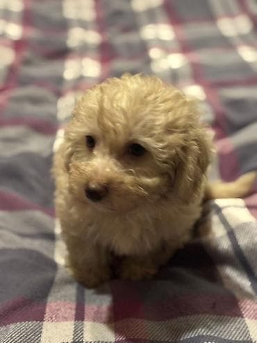 Akvariumlar: Pudel — 5