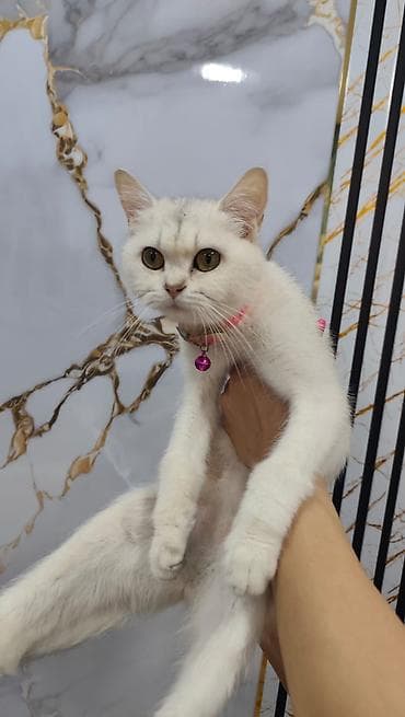 шиншилла кошка цена: Шиншилла, Самка, В добрые руки, Платная доставка — 3