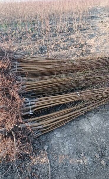 1 tonluq su çəni: Məhsul: Xurma (Şiş burun) tingləri Təsvir: - Sort: Şiş burun xurma - — 2