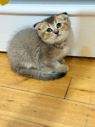 şotlan pişik: Şotland yastı qulaq, Erkək, Dişi, Yaxşı əllərə, Ünvandan götürmə, Pulsuz çatdırılma, Ödənişli çatdırılma — 127