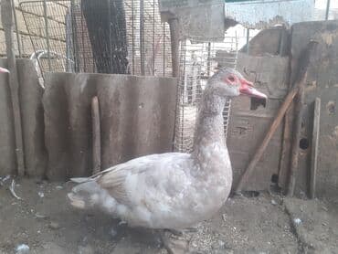 Рыбы: Самец, | Lal ordek, Для разведения, Самовывоз at lalafo.az — 2 Рыбы: Самец, | Lal ordek, Для разведения, Самовывоз — 2