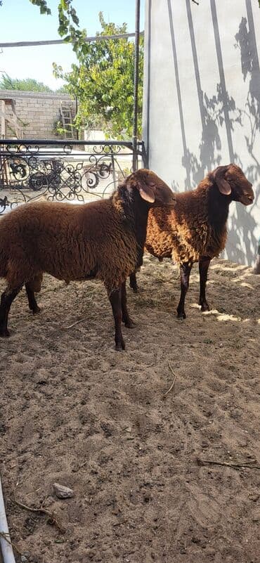 qurbanlıq qoyun: Erkək, Qala, il: 2, 90 kq, Damazlıq, Ünvandan götürmə — 5