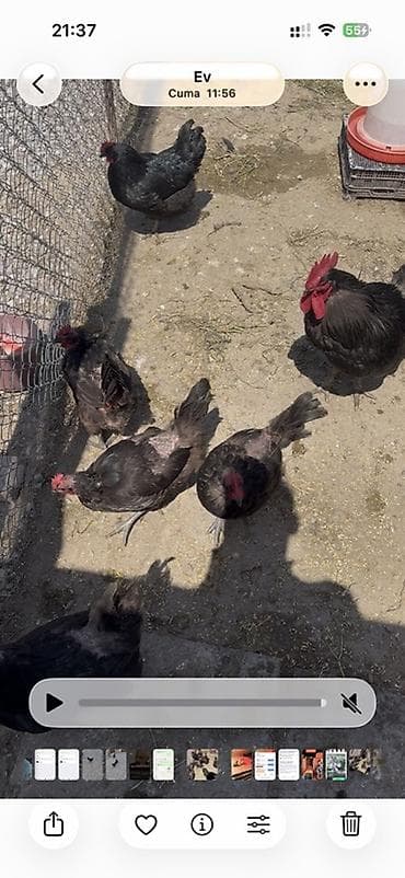 Qara rəngli toyuq və xoruzlar – yerli təsərrüfatdan avstralop 12 fərə