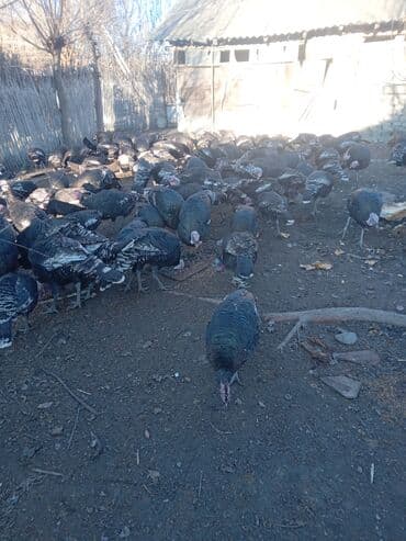 Atlar: Məhsul: Hind quşları (qara rəngli, xüsusi təbii bəsləmə) Təsvir: - — 8