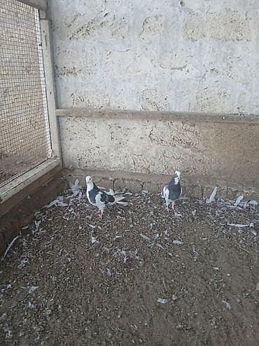 ev itleri balaca: Kəvəndilər təzə tüleydədilər öz quşlarımın balasıdı uçurtmamışam — 1