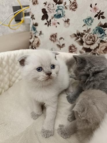 ev itiləri: Şotland, Ödənişli çatdırılma — 10