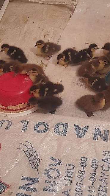 velikan dovsan satisi: Zümrüdü krasnadar 3günlük 5 m — 2