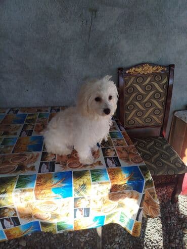 it şəkiləri: Malta bolonka, 7 ay, Dişi, Pulsuz çatdırılma — 2