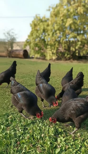 hind quşu baximi: Toyuq, Damazlıq — 5