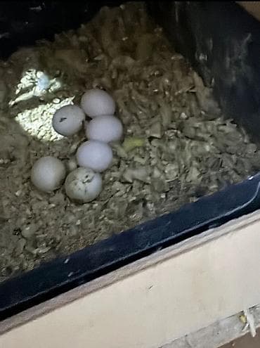 Tutuquşları: Öncelikle her kese salam deyerli insanlar👋🏻Hazır cüt temiz qan çexler — 3