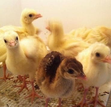 hinduska fermasi: Tovuz Qusu,Qara qanad balaları 15 gunlukler 3 ededini qiymeti 140 AZN — 1