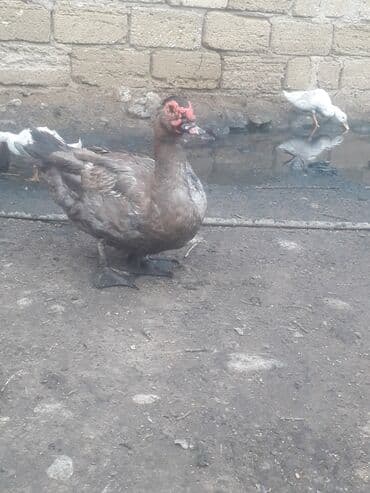 3 toyuq 3 gune 3 yumurta: Xoruzlar 50 manat Fereler 30 manat.Lavanda ordeyleri — 2