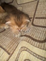 pişiy balası: Qızıl şinşilla, Erkək, Dişi, Yaxşı əllərə — 14