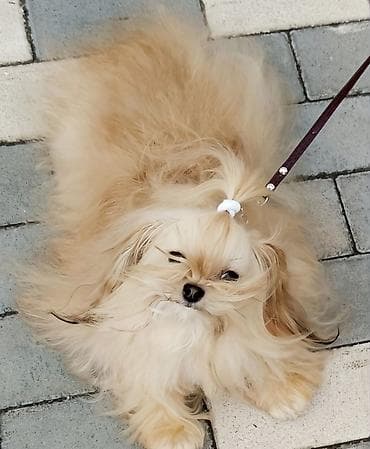 Shi-tsu, Rayonlara çatdırılma