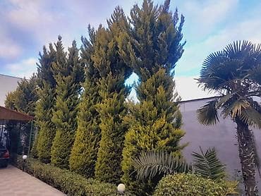 Çöl bitkiləri: Ağaclar — 3