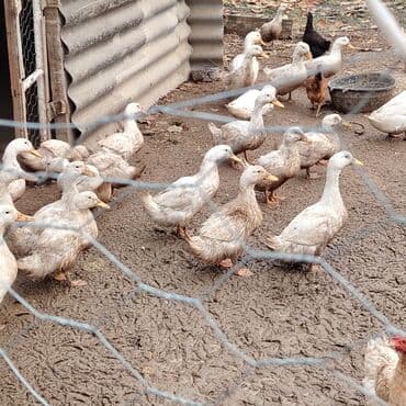 ördək bala: Ağ lələkli təsərrüfat ördəkləri - Növ: ev təsərrüfatı üçün ətlər və — 4