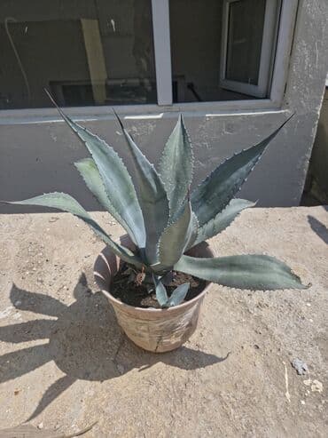 декор дерево: Bu, qabda yetişdirilmiş agava bitkisidir, yaşıl rəngli sərt, uclu — 2