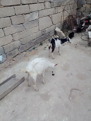 heyvan: Erkey çəpişlər cütü 180 manata real alıcıya üçün pul pulu keçərəm 3.4 — 4