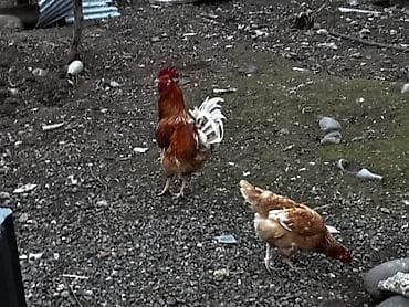 Mal-qara: Toyuq, Damazlıq — 2