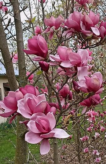 yolka agaclari: Magnoliya Tulpan.Dibçeklerde.Sifarişləri Bakıya çatdırmaq mumkundur — 1
