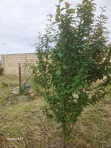 yun doşək: Meyvə ağacları – yerüstü köklü kollar - Növ: daş meyvə ailəsi — 7