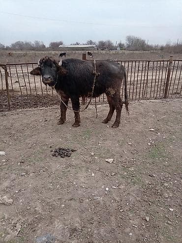 bakida it barinagi: Məhsul: Camış (erkək) Təsvir: - Qara tüklü, qısa buynuzlu yerli — 1