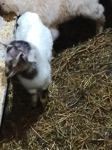 heleb keçi: Məhsul: Keçi sürüsü (ana keçilər və oğlaqlar) Təsvir: - Şəkillərdə — 5