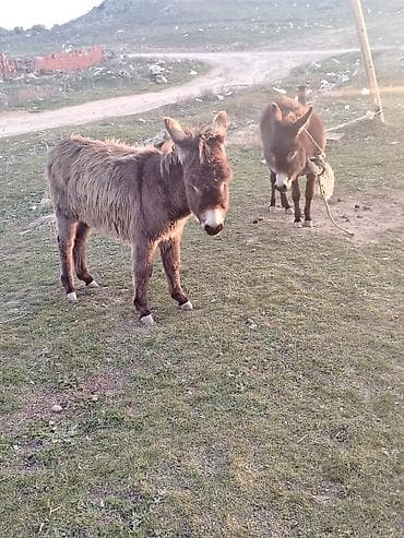 Balıqlar: Salam esseyler satlir ana baladi anasi bogazdir — 5