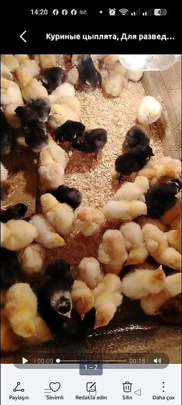 itler ucun bit dermani: Toyuq cücələri, Ətlik — 2