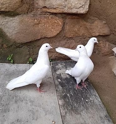 ev qusu: 2 erkey 1 maya 13 14 15 tuk aglar vidyo ucun vatsap ucan quwdardi — 3