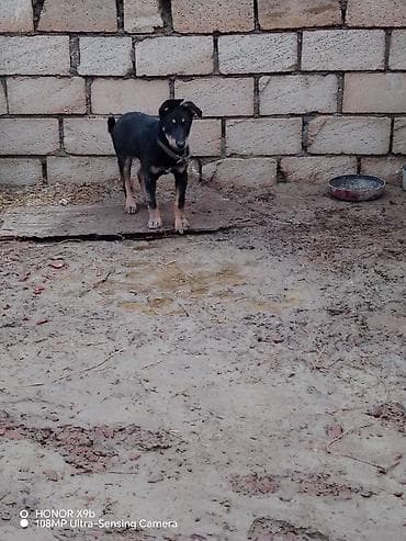 satılık dana saray: 3 ay, Dişi — 1