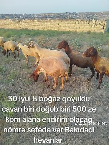 Qoyun sürüsü satılır - 30 iyul tarixində 8 baş qoyun boğaza qoyulub -