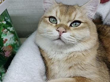 heyvan qoyun: Qızıl şinşilla, Erkək, Dişi, Yaxşı əllərə, Ünvandan götürmə, Ödənişli çatdırılma, Rayonlara çatdırılma — 5