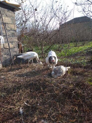 ağ kəklik: Salam aleykum. Satışda bir cüt ağ tovuzquşu var. 6 ayliqdirlar. cütü — 8