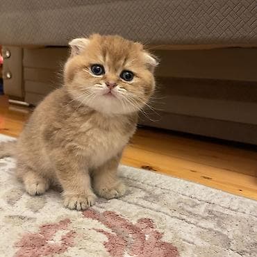 pişik cütleşdirmek: Şotland qıvrım qulaqlı (Scottish Fold) bala pişik - Cins: Scottish — 6