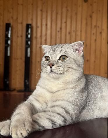 azeri it adlari: Şotland yastı qulaq, Erkək, Yaxşı əllərə, Ünvandan götürmə — 3