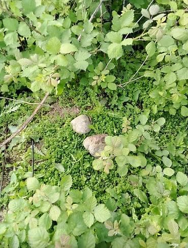 bilgehde torpaqlarin satisi: 10 sot — 6