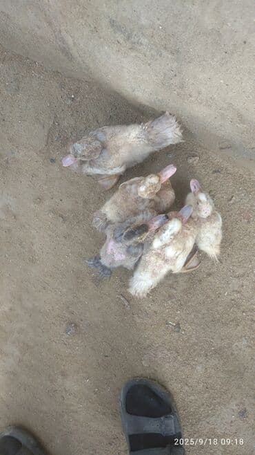 ördək balası satışı: Məhsul: Ördək balaları (6 ədəd) Təsvir: - Şəkillərdə müxtəlif rəng — 3