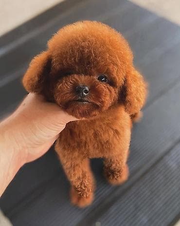 it az: Pudel, 2 ay, Dişi, Peyvəndli, Ünvandan götürmə — 10