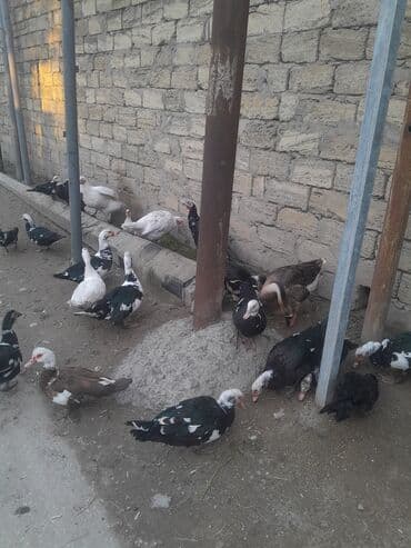 Inəklər, öküzlər: Muscovy ördəkləri (indoutka) – müxtəlif rənglərdə sürü - Şəkillərdə — 2