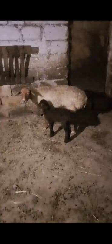 lavanda lal ordək: Qoyun və quzu satılır salam. ana bala. balasindisidie. ana orta — 5