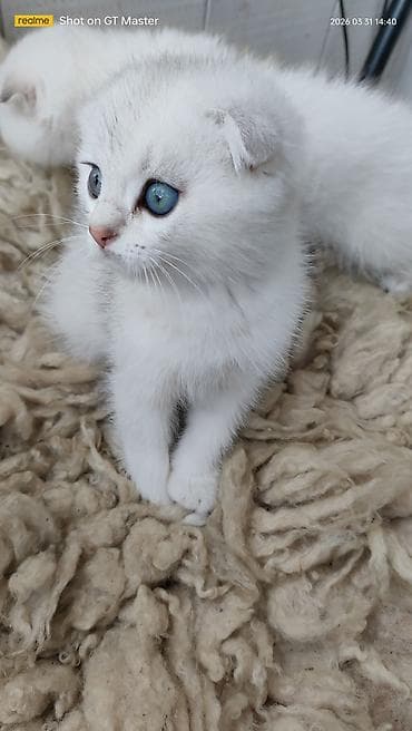 pişiyler: Şotland yastı qulaq — 3